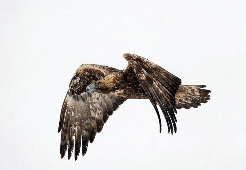 Golden Eagle (Aquila chrysaetos) flying, Bulgaria