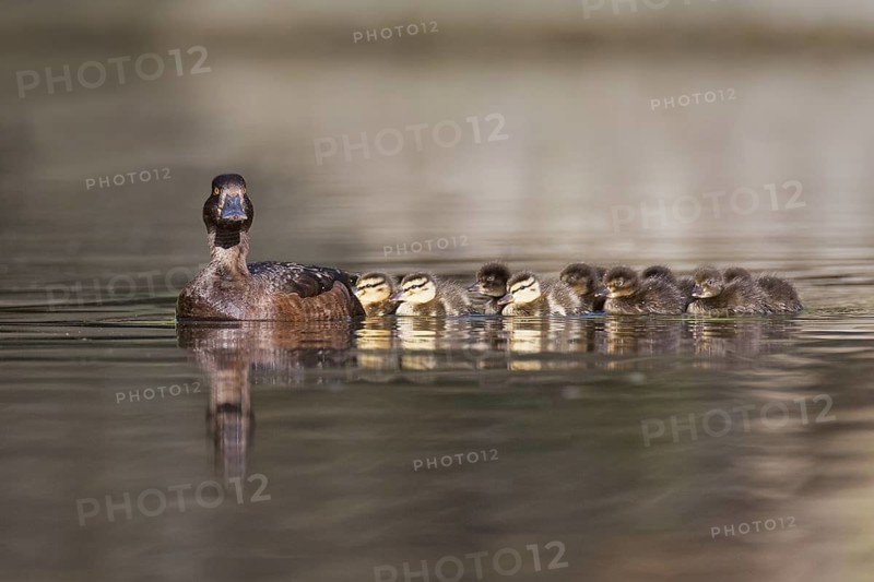 Tufted Duck (Aythya fuligula) female, Brandenburg, Germany