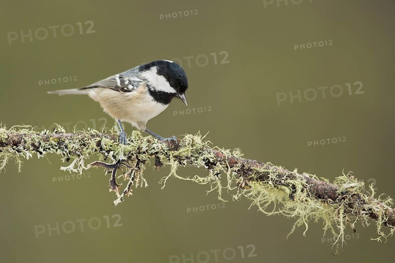 Coal Tit (Periparus ater) perched on lichen branch, Grisons, Switzerland