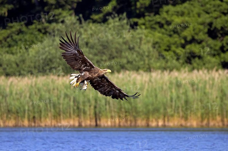 White-tailed eagle, Eurasian sea eagle, erne (Haliaeetus albicilla) adult catching fish in its talons from lake's water surface