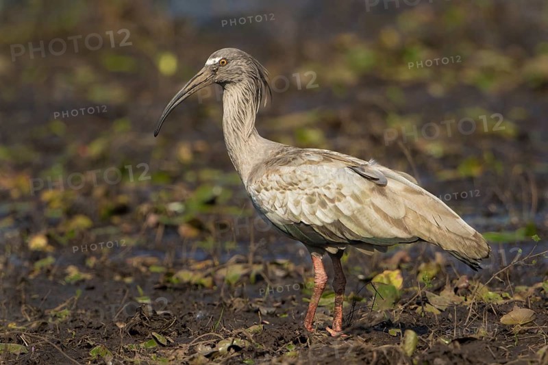 Plumbeous Ibis (Theristicus caerulescens) foraging, Bolivia