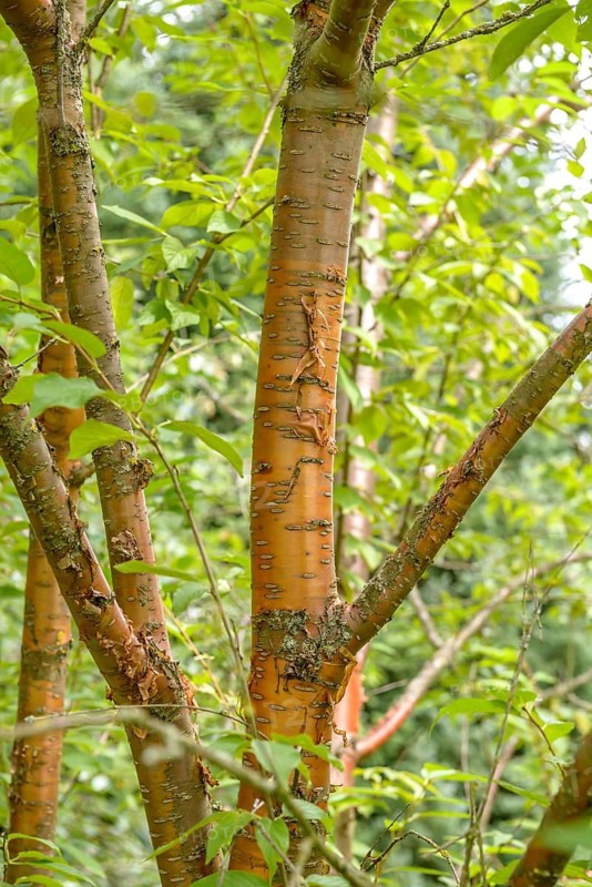 Mahogany cherry (Prunus maackii 'Amber Beauty'), Hohenheim Gardens, Germany