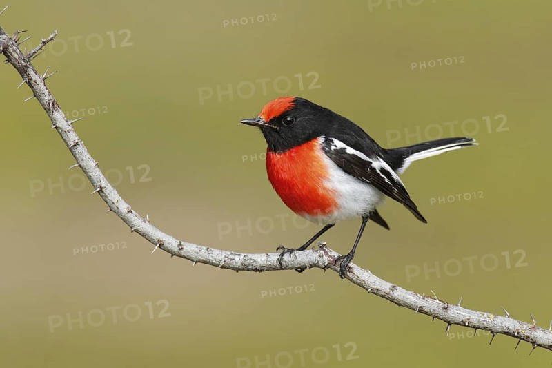 Red-capped Robin (Petroica goodenovii), Victoria, Australia