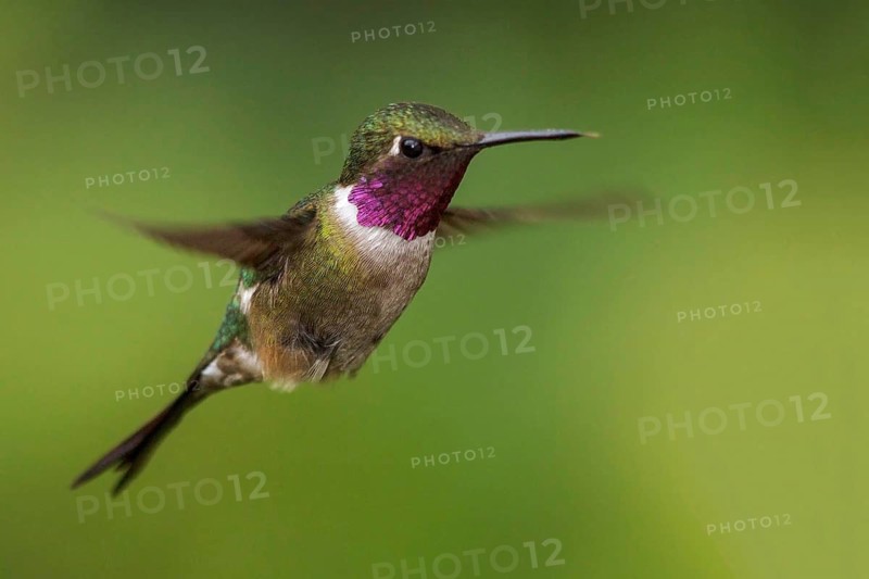 Amethyst Woodstar (Calliphlox amethystina) flying and feeding at a flower in the Atlantic rainforest of southeast Brazil