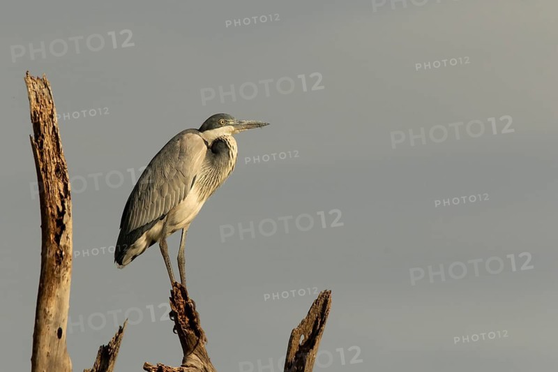 Black-headed Heron (Ardea melanocephala), Samburu, Kenya