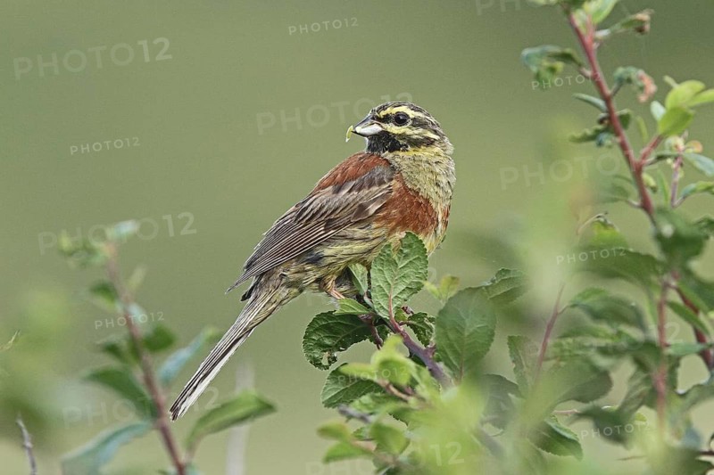 Cirl Bunting (Emberiza cirlus) male, Britanny, France