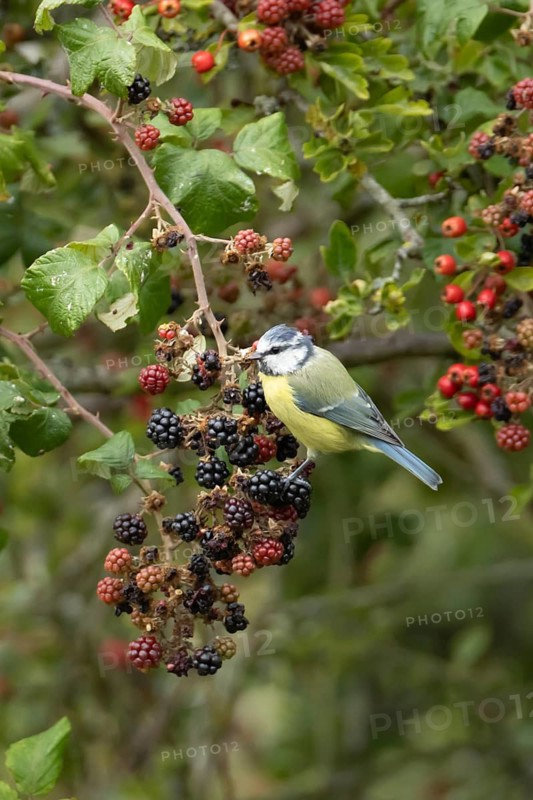 Blue tit (Cyanistes caeruleus) adult bird in a hedgerow on blackberries fruit in summer, England, United Kingdom