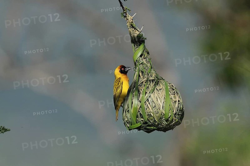 Vitelline Masked Weaver (Ploceus vitellinus) male, Voi, Kenya