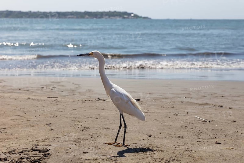 Little Egret (Egretta garzetta), beach, Cartagena, Colombia
