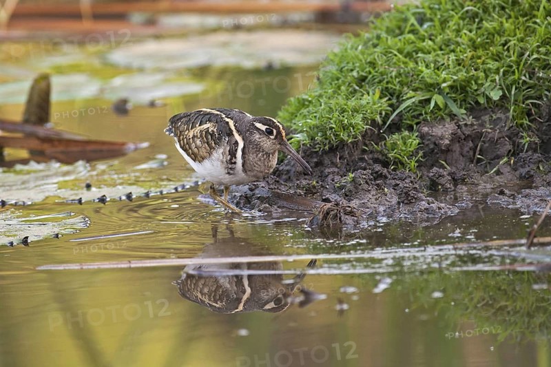 Greater Painted-snipe (Rostratula benghalensis), Gambia