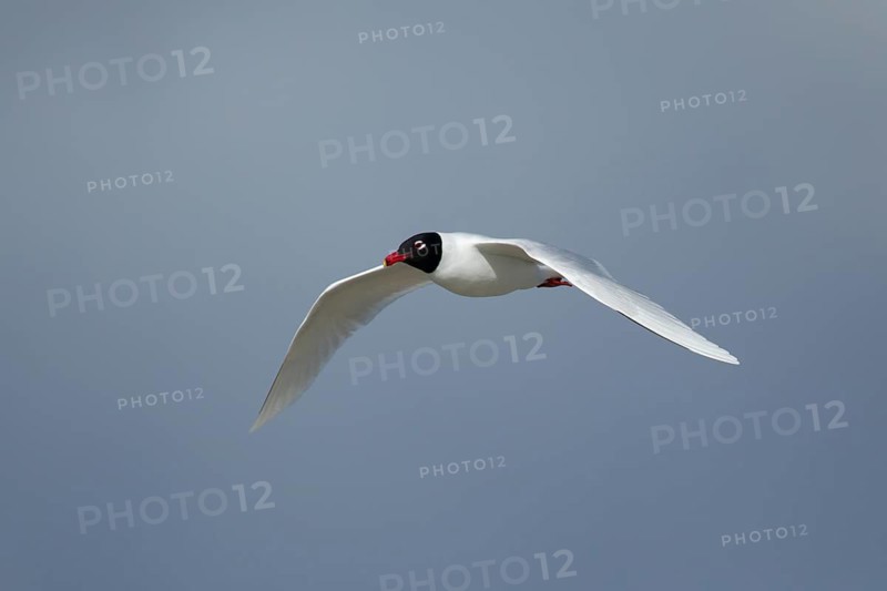 Mediterranean gull (Ichthyaetus melanocephalus) adult bird in summer plumage flying, England, United Kingdom