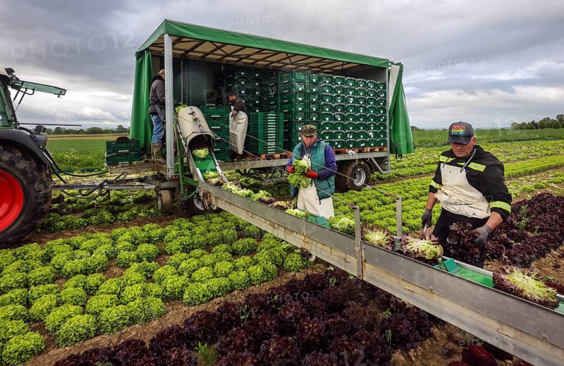 Soest, Sauerland, North Rhine-Westphalia, Germany - Vegetable cultivation, harvest helpers harvesting lettuce, the freshly harvested heads of lettuce are washed directly in the field in the trailer and packed in boxes, oak leaf lettuce (Lactus sativa var. crispa), also known as oak leaf lettuce or American lettuce, and Lollo Bianco and Lollo Rosso