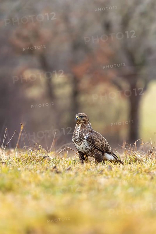 A buzzard stands in an autumnal landscape against a blurred forest backdrop, common buzzard (Buteo buteo), biosphere reserve, Swabian Alb, Baden-Württemberg, Germany