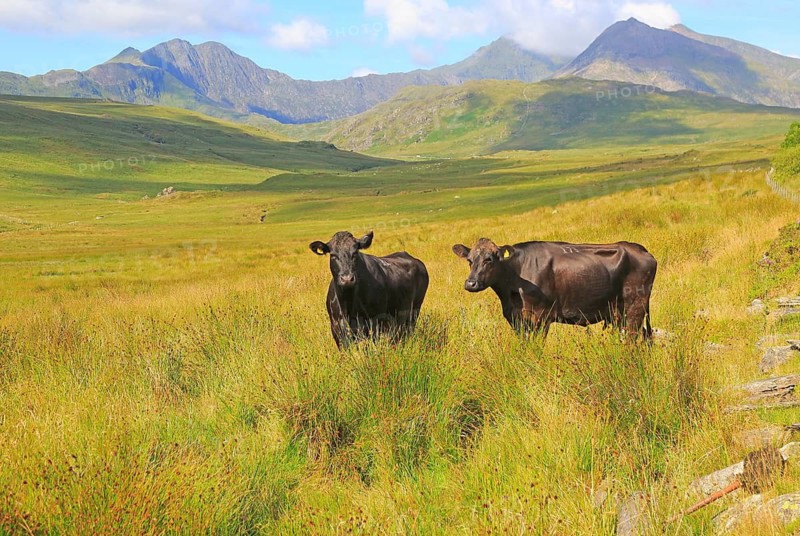 Mount Snowdon landscape view west from Nantygwryd valley, Gwynedd, Snowdonia, north Wales, UK