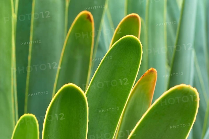 Close-up of green leaves with bright yellow edges