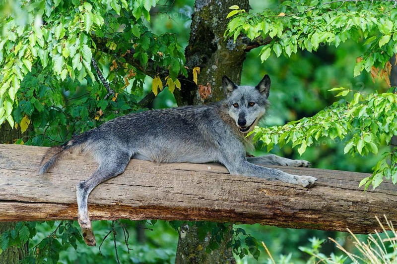 Timberwolf, wolf, American wolf (Canis lupus lycaon), Germany. A wolf lies relaxed on a tree trunk in the forest, surrounded by green leaves