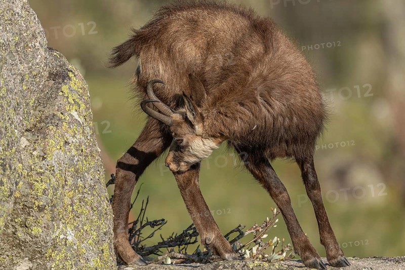 Chamois (Rupicapra rupicapra) during the spring moult. Hohneck, Vosges, Alsace, France
