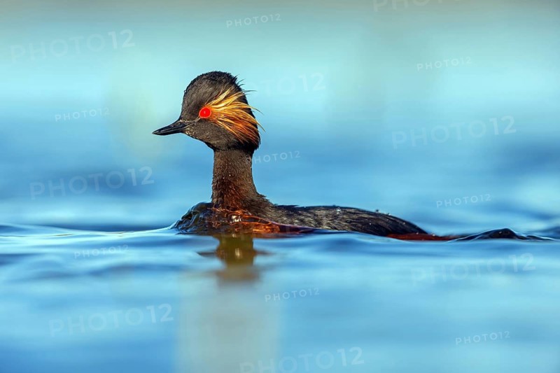 Black-necked grebe (Podiceps nigricollis), swimming in the water, Hides de El Taray / Floating Hid, Villafranca de los Caballeros, Castilla La Mancha / Toledo, Spain