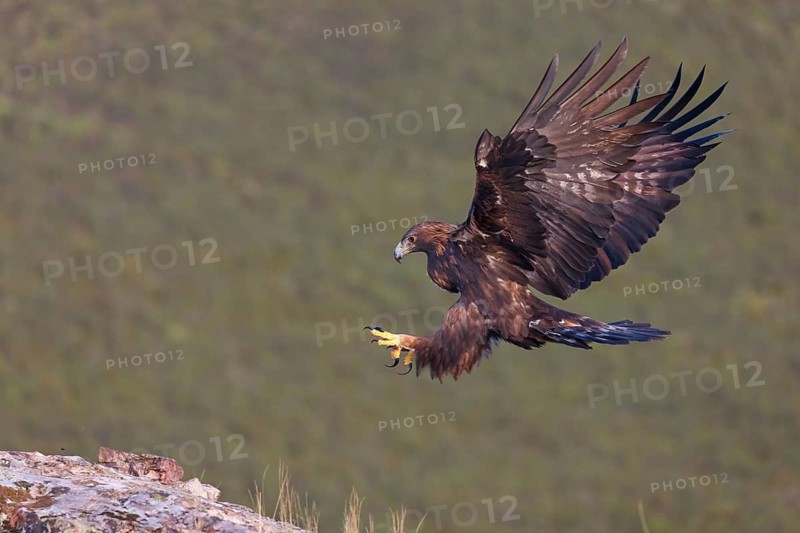 Golden Eagle, (Aquila chrysaetos), bird of prey, family of hawk-like birds, flight, biotope, habitat, foraging, El Millaron Golden Eagle Hide, Salorino, Extremadura Caceres, Spain