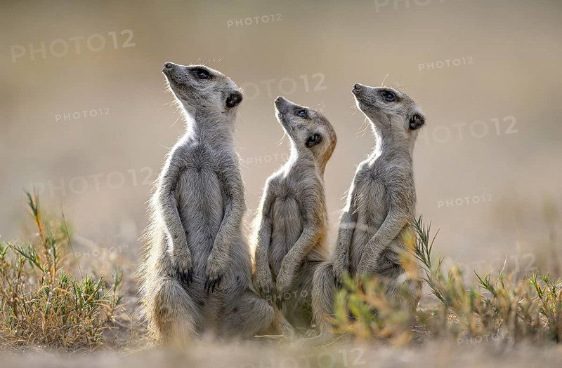 Meerkats or suricates (Suricata suricatta), Makgadikgadi Salt Pans, Makgadikgadi Pans National Park, Central District, Botswana