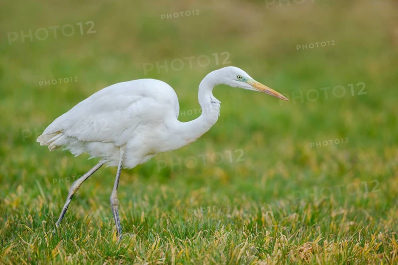 Silberreiher, Ardea alba Great Egret, Ardea alba
