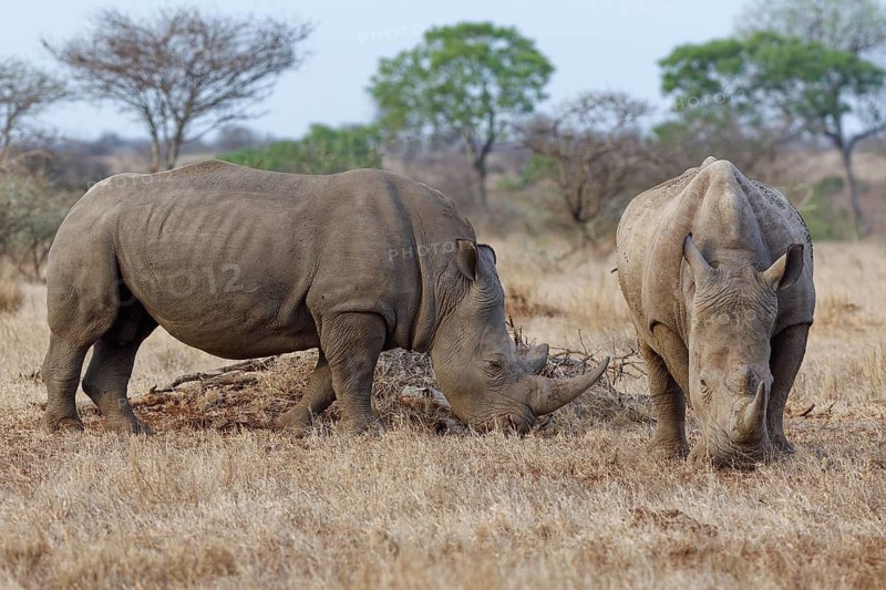 Southern white rhinoceros (Ceratotherium simum simum) with birds, two adult males feeding on dry grass, one facing the camera, savanna, Kruger National Park, South Africa