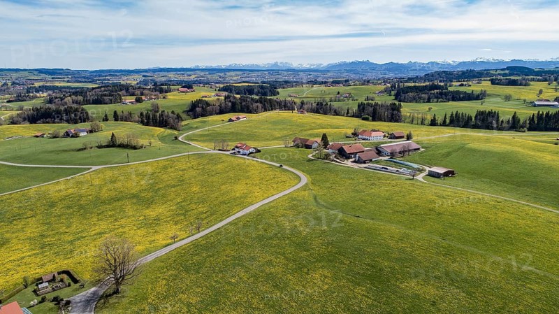 Aerial view of a country road through flowering dandelion meadows in spring, with the snow-capped peaks of the Allgäu Alps in the background, Bavaria, Germany