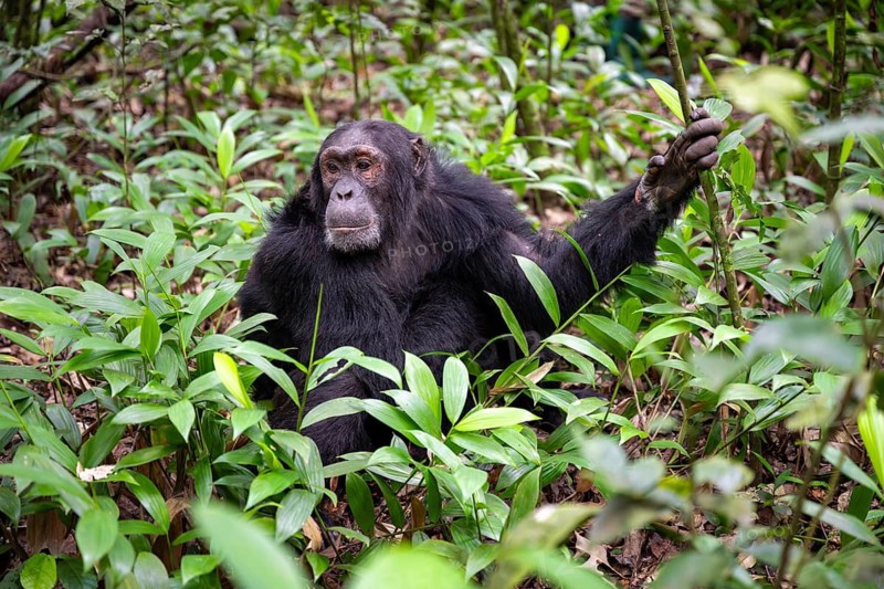 Chimpanzee (Pan Troglodytes), male on the ground, jungle in Kibale National Park, Uganda