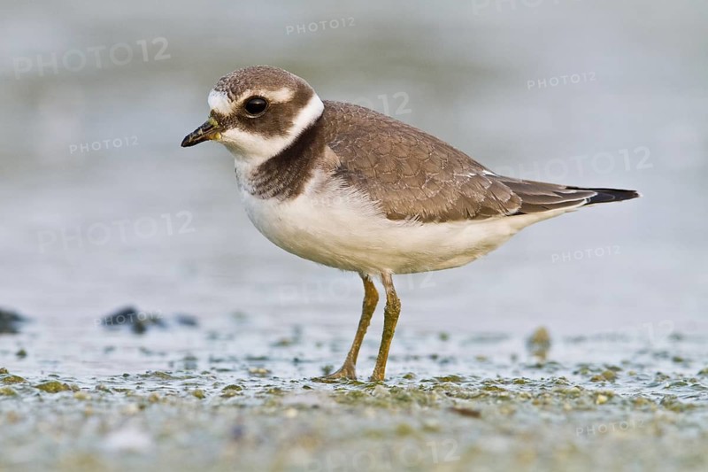 Common Ringed Plover (Charadrius hiatucula), walking on marsh shore, Galicia, Spain