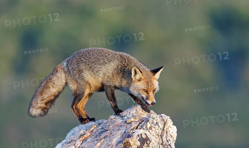 Red fox (Vulpes vulpes) in early morning light on a rock, Sierra de San Pedro, Extremadura, Spain