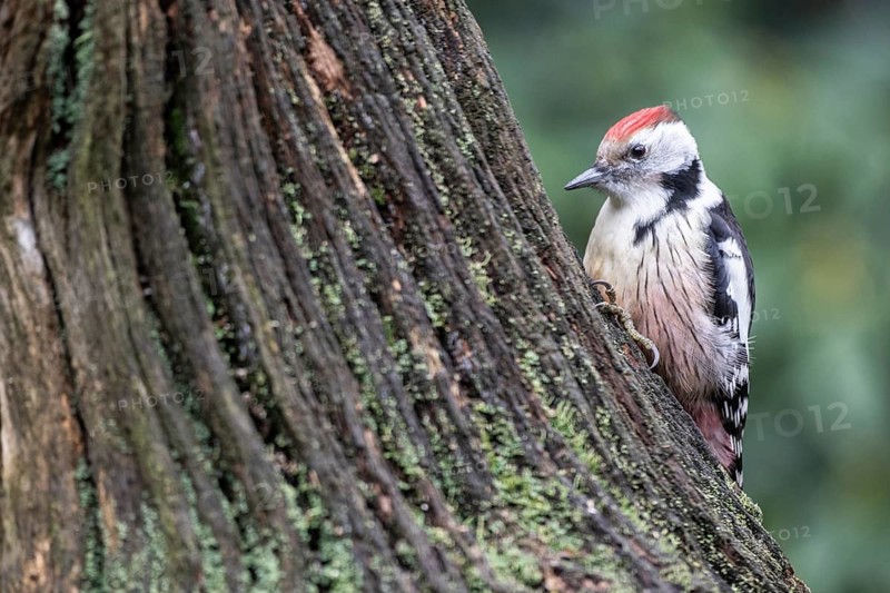 Middle Spotted Woodpecker (Leiopicus medius), Emsland, Lower Saxony, Germany