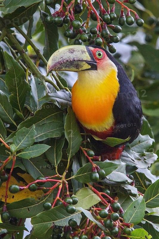 Red-breasted Toucan (Ramphastos dicolorus) perched on a branch in the Atlantic rainforest of southeast Brazil