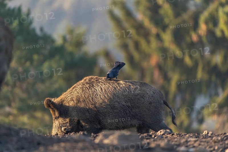 One wild boar or wild pig (Sus scrofa), walking over an opening searching for food. A western jackdaw (Coloeus monedula) standing on his back and an autumnal colored forest is in the background