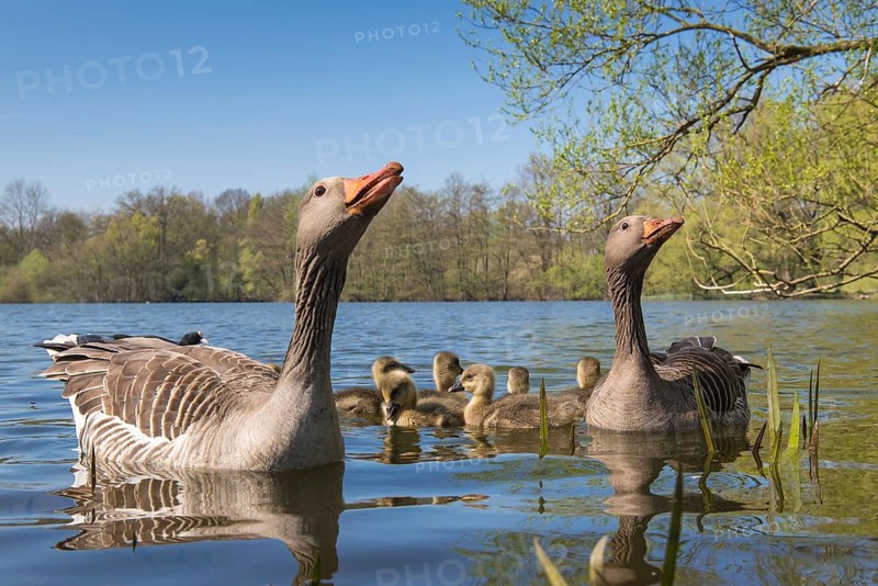 Greylag Goose (Anser anser) pair with chicks, Lower Saxony, Germany