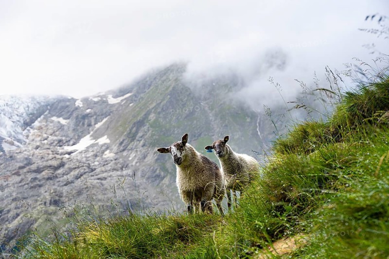 Two sheep (Ovis gmelini aries) on a steep mountain meadow, cloudy mountain landscape, Bernese Alps, Bernese Oberland, Switzerland