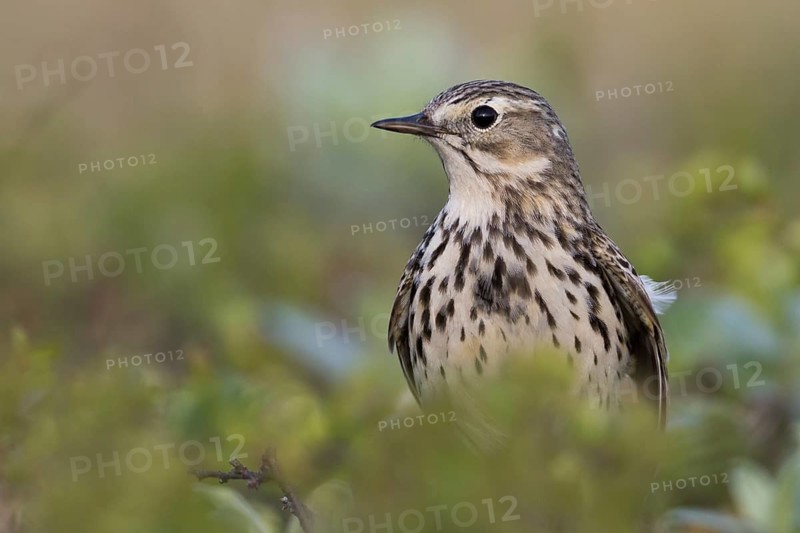 Meadow Pipit - Wiesenpieper - Anthus pratensis ssp. pratensis, Russia