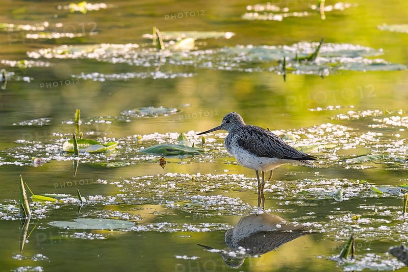 Greenshank (Tringa nebularia), water, backlight, reflection, Lower Austria