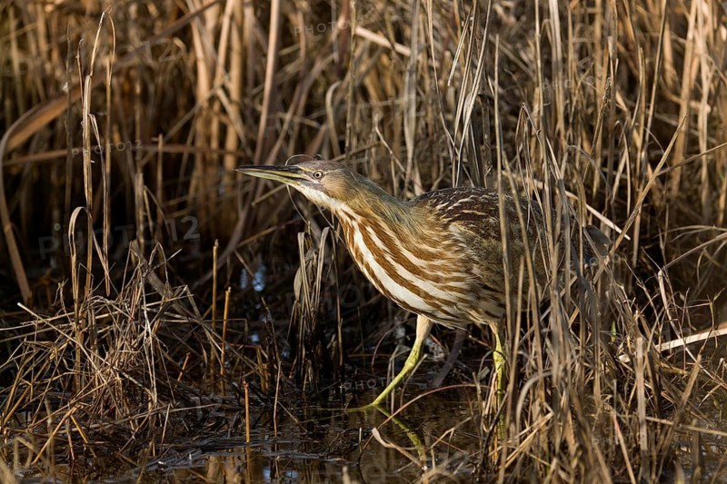 American Bittern in freshwater marsh, Yolo County California