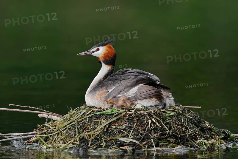 Great Crested Grebe (Podiceps Scalloped ribbonfish) sitting on its nest, North Rhine-Westphalia, Germany
