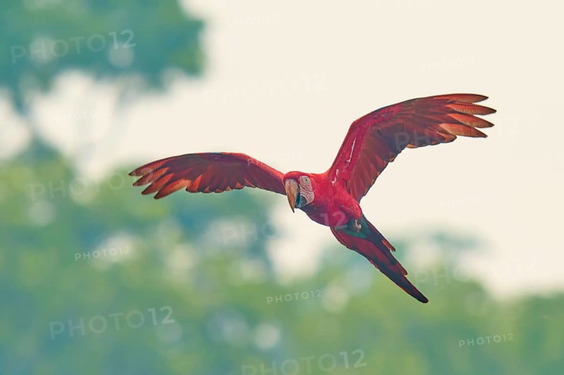 A single parrot with a wide wingbeat flies over the trees: the green-winged macaw, or dark-red macaw (Ara chloroptera), Buraco Das Araras, Bonito, Pantanal, Brazil