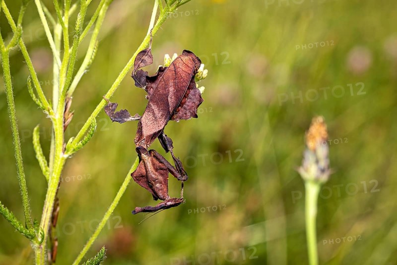 A camouflaged praying mantis on a plant in a green meadow, a phantom mantis in a meadow near Windhoek in Namibia (Phyllocrania paradoxa)