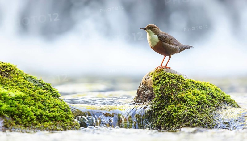 White-throated Dipper, (Cinclus cinclus), foraging at a mountain stream, animals, birds, blackbirds, biotope, habitat, Slovenska Bistrica area, Slovenska Bistrica, Podravska, Slovenia