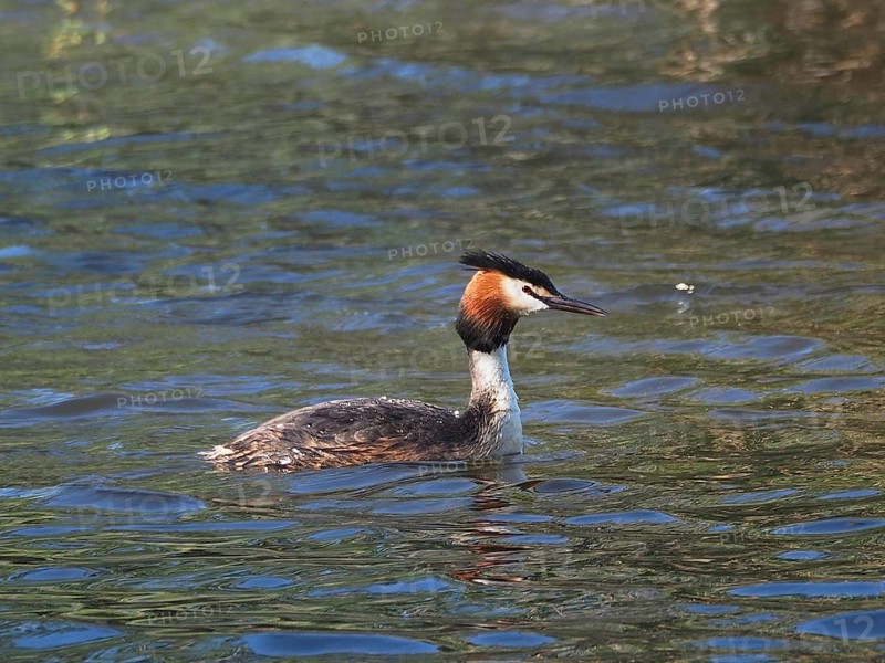 Great Crested Grebe (Podiceps cristatus)