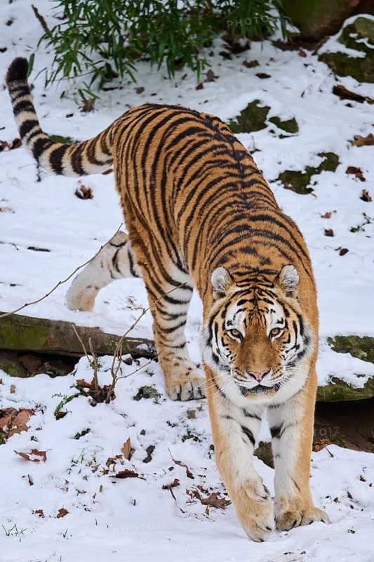 Siberian tiger (Panthera tigris altaica) walking in the snow in winter, captive, Germany