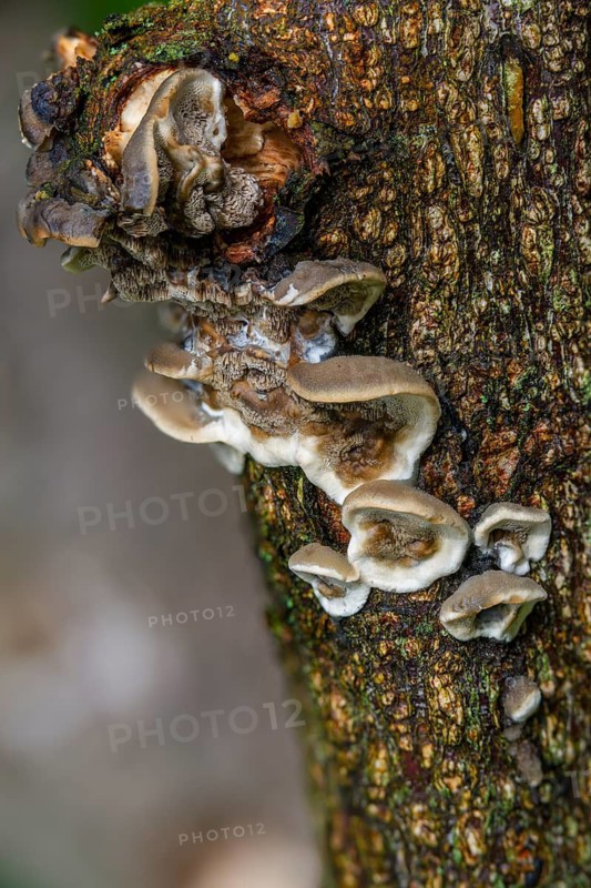 Burnt smoke porling, Bjerkandera adusta, Gloeoporus adustus, Leptoporus adustus, Polyporus crispus, smoky gray porling, fungi, fungus, high size, portrait format, mushrooms, smoky bracket, smoky polypore
