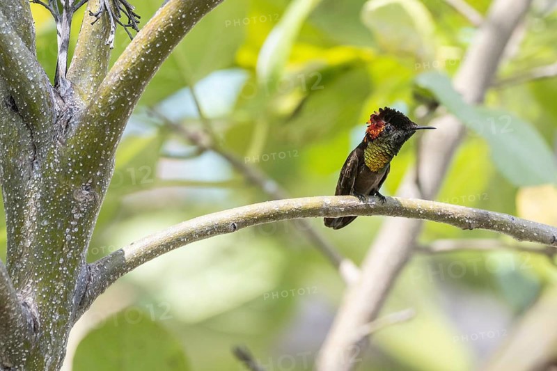 Topaz ruby-throated hummingbird (Chrysollampis mosquitus), Curacao