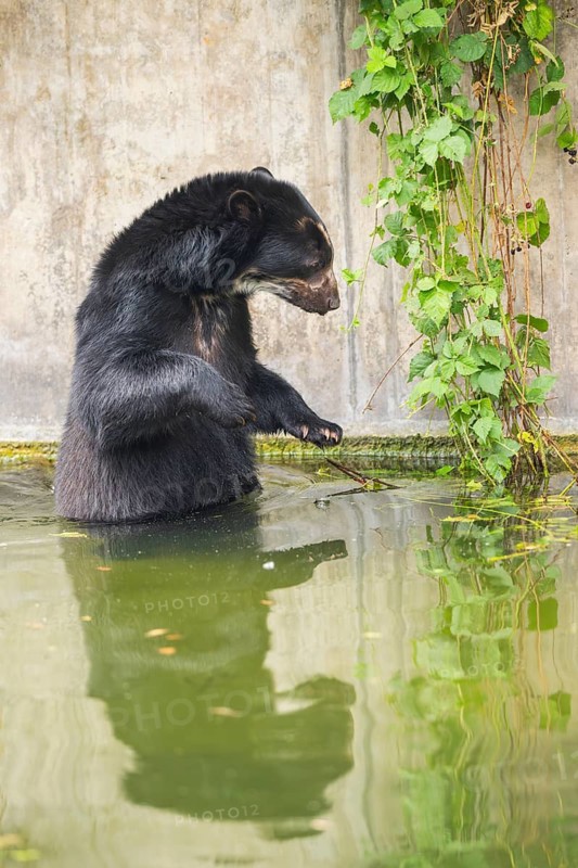 American black bear (Ursus americanus), in the water beside a wall, captive, Bavaria, Germany