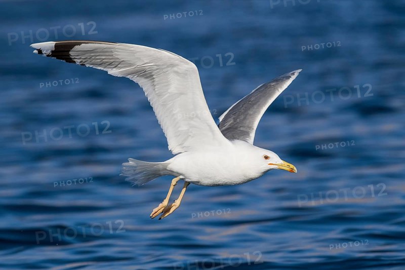 Caspian Gull (Larus cachinnans) flying, Eilat, Israel