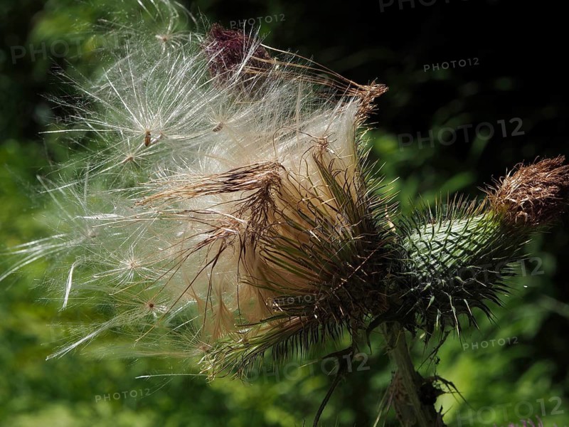 Close-up of Spear Thistle (Cirsium vulgare) and achenes in sunlight, Hüttchopf, Tösstal, Canton of Zurich, Switzerland