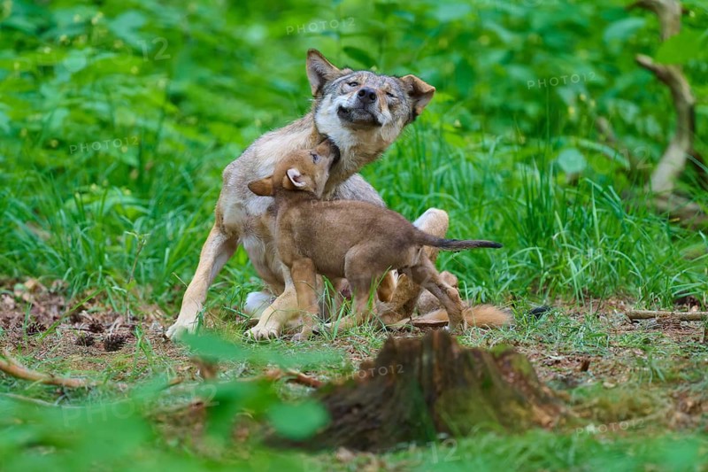 A wolf plays affectionately with its pup in a green forest, summer, wolf (Canis lupus), Germany